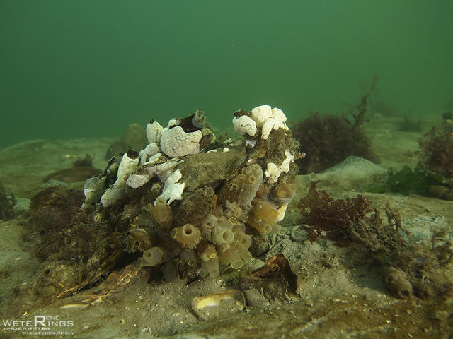 20140105_Den_Osse_Haven_Oesters2_LOGO.jpg