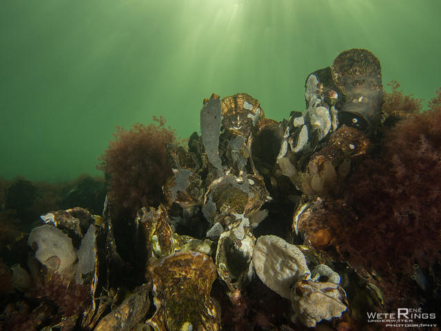 20140105_Den_Osse_Haven_Oesters4_LOGO.jpg