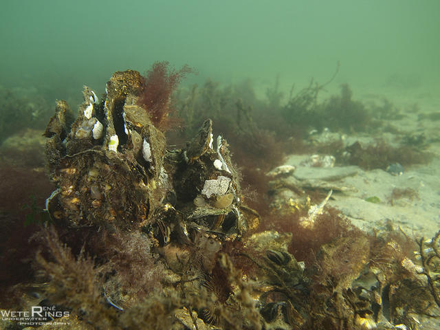 20140105_Den_Osse_Haven_Oesters_LOGO.jpg
