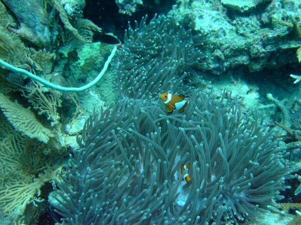 nemo.jpg